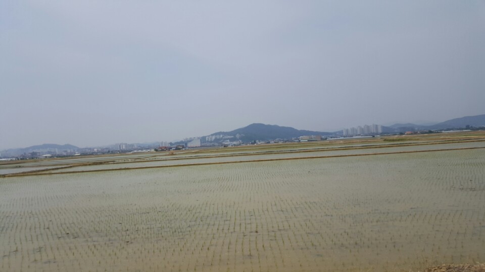안성시, 벼 농작물재해 보험가입으로 가뭄피해 대비