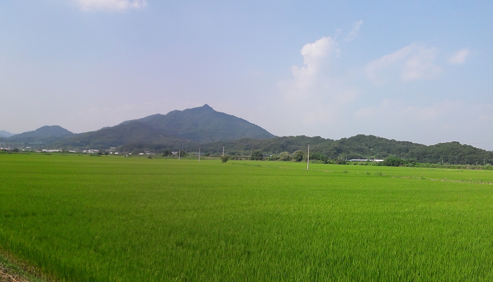 상주 명품쌀 경쟁력 제고로 삼백[三白]명성 회복 박차
