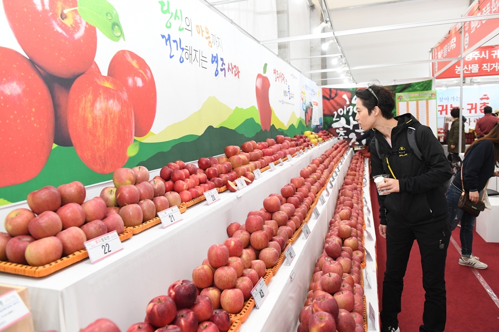 영주 최고의 사과를 찾아라 ‘영주사과 품평회’ 개최