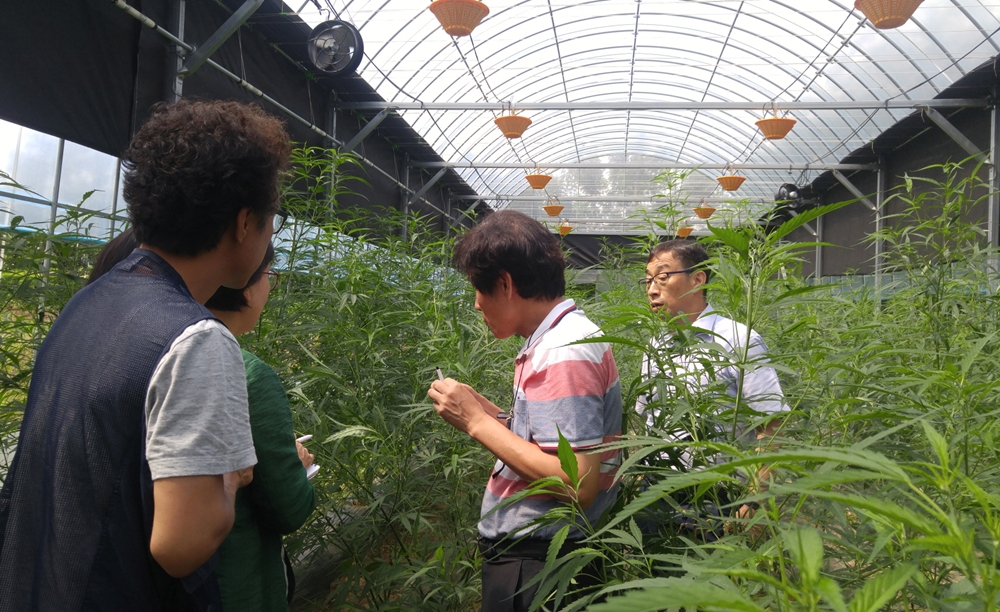 경북 상주 대마 자성종자 생산 성공