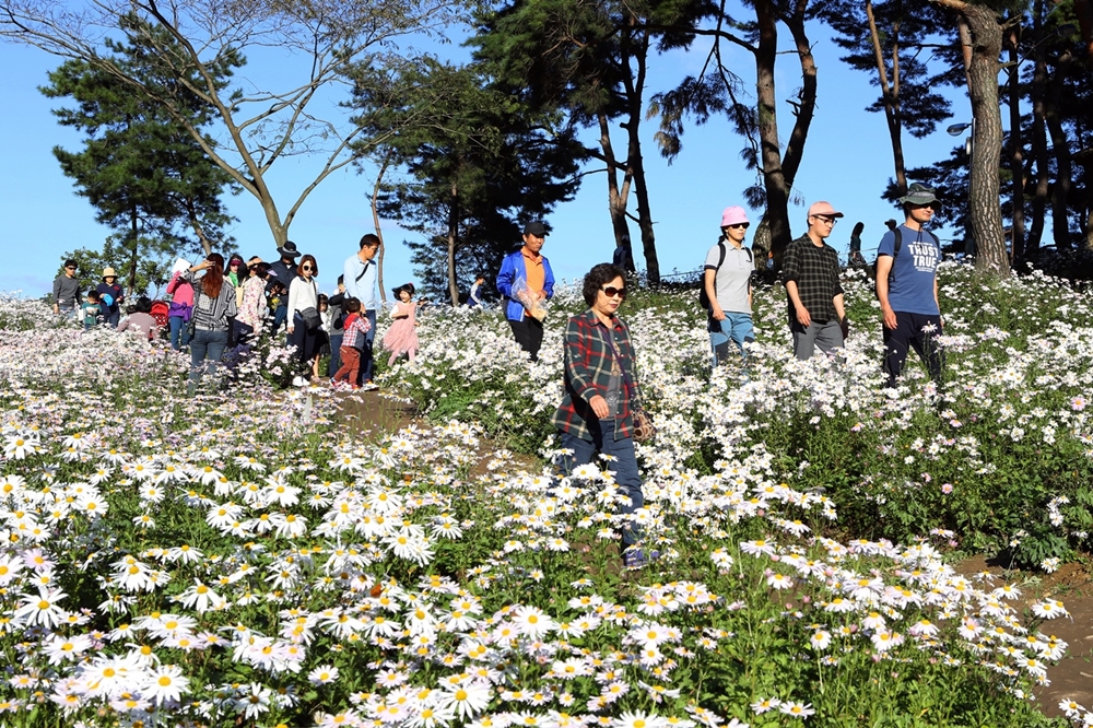 올해 정읍 구절초축제, 관광객 80만명.경제효과 80억원
