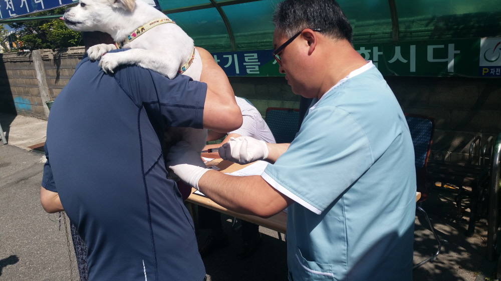 속초시, 5월 15일부터 '광견병 무료 예방접종' 지원
