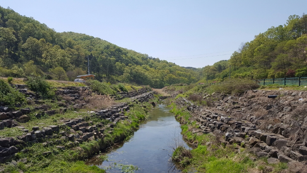 대덕구, 우기 대비 하천 지장수목 제거
