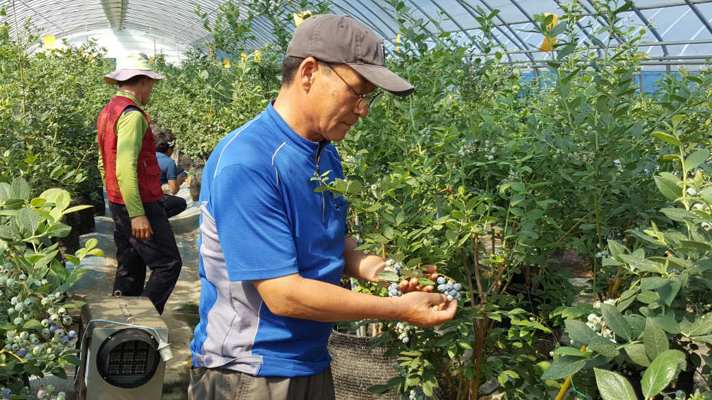 청양군, 칠갑산 블루베리 첫 수확