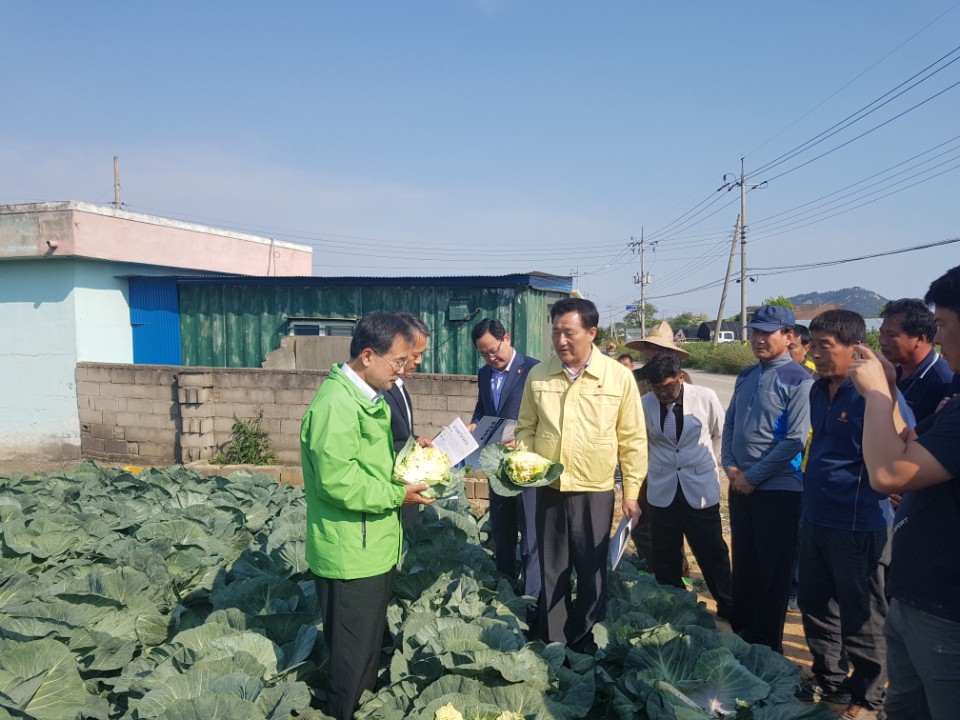 윤영일 국회의원, 해남·진도 지역 양배추 피해발생 현장 찾아