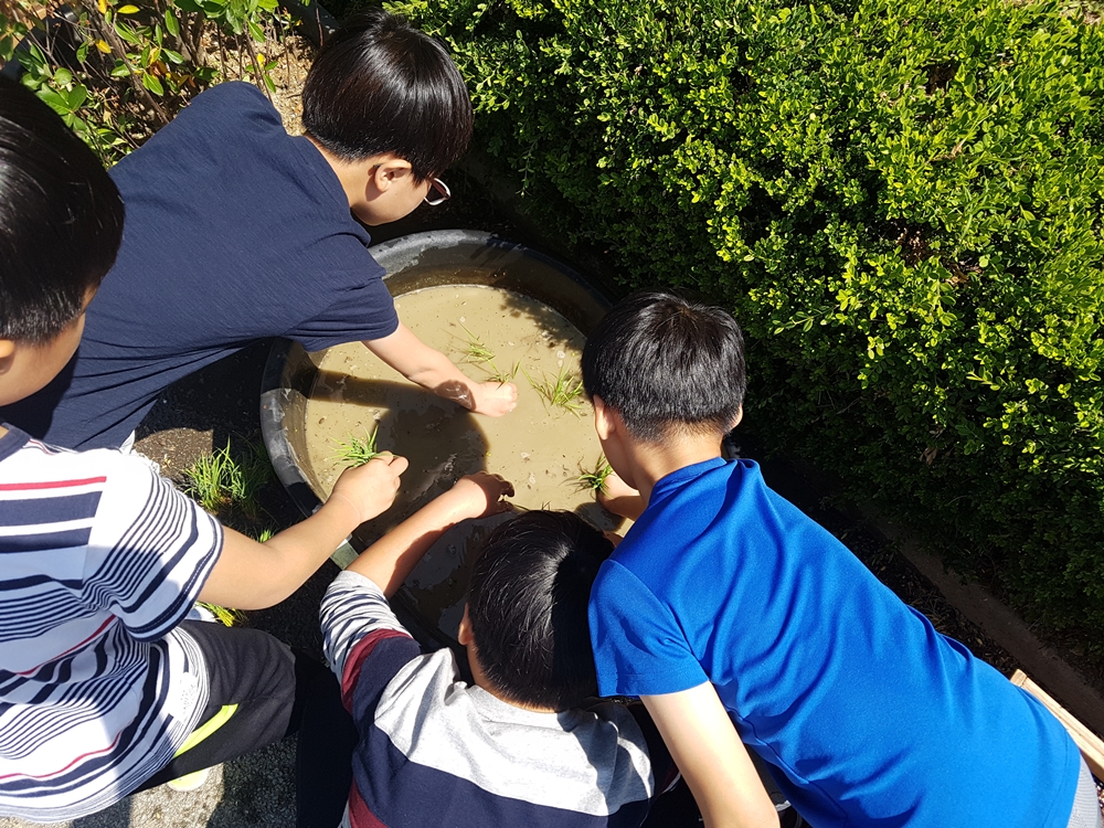 계룡시 농업기술센터, 어린 농부 모내기 체험활동 진행
