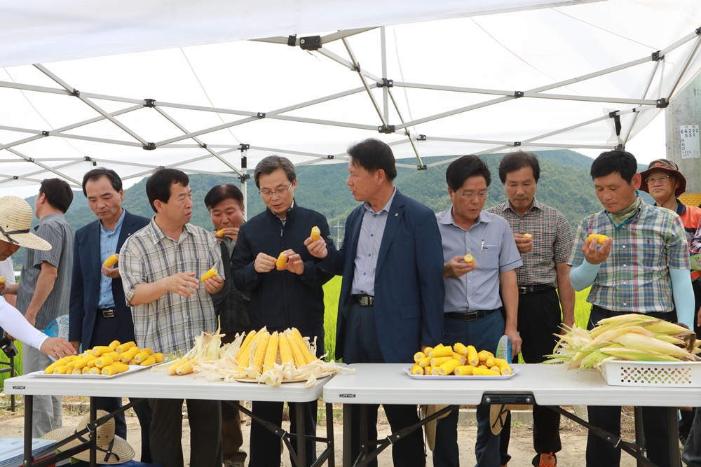 눈에 좋은 찰옥수수 신품종 ‘황찰옥’ 나왔다!