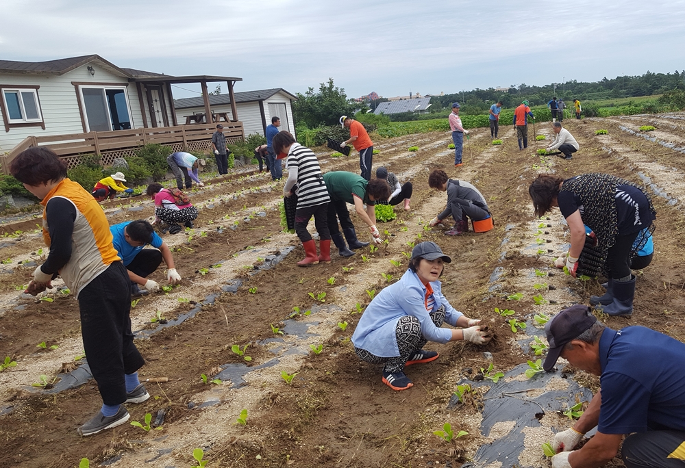 속초시 노학동통장협의회, 보람농장 배추묘종 식재