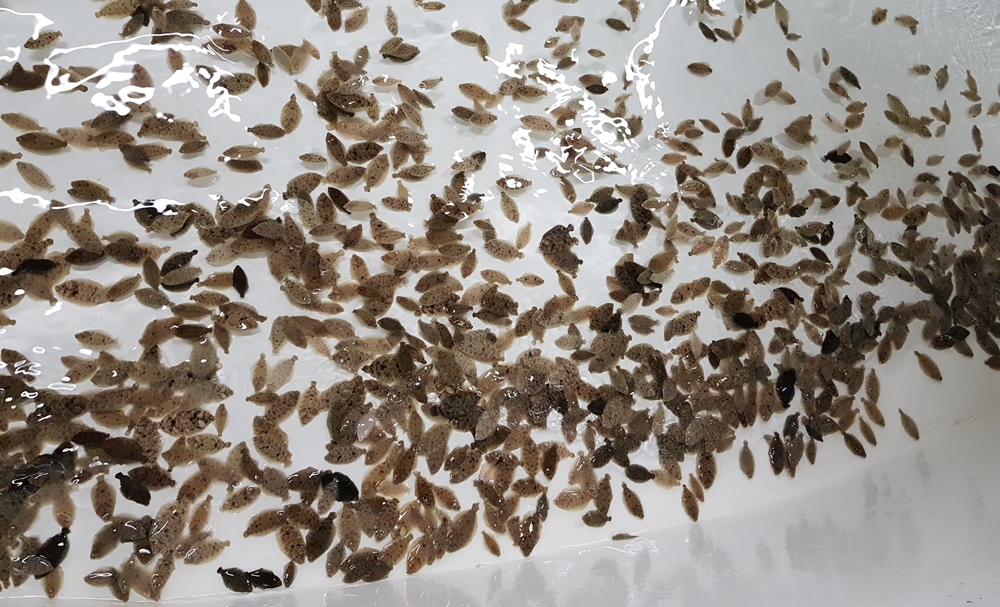 울릉도가자미, 국내 첫 종자생산 성공