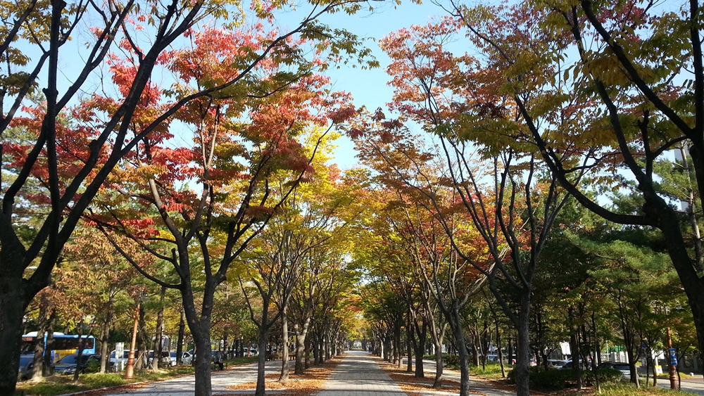 대전서구“보라매공원 가로수 길”가을 정취 물씬