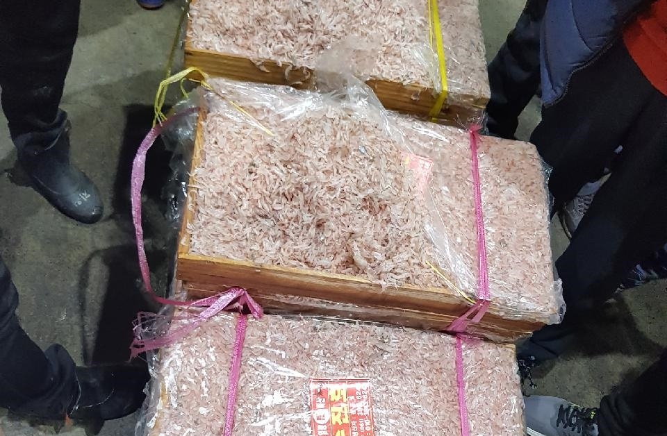 신안 앞바다에 김장새우'동백하' 꽃 피었다!
