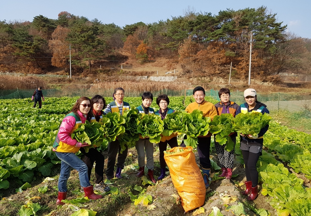 대전 중구, ‘행복나눔농장’ 김장용 배추 수확 돌입