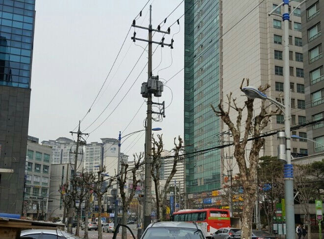 겨울철, 가로수 1,500여주 가지치기 작업 실시
