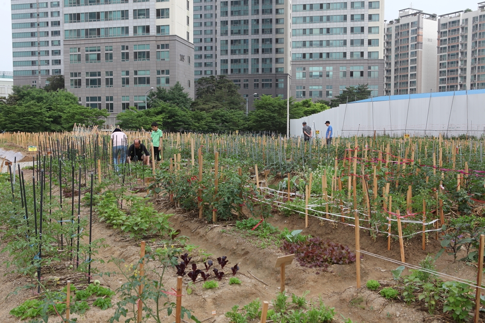 “친환경 채소 키워보세요” 문래 도시텃밭 무료 분양
