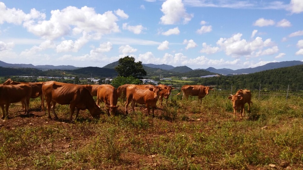 친환경 축산 확대로 고품질 안전 축산물 공급