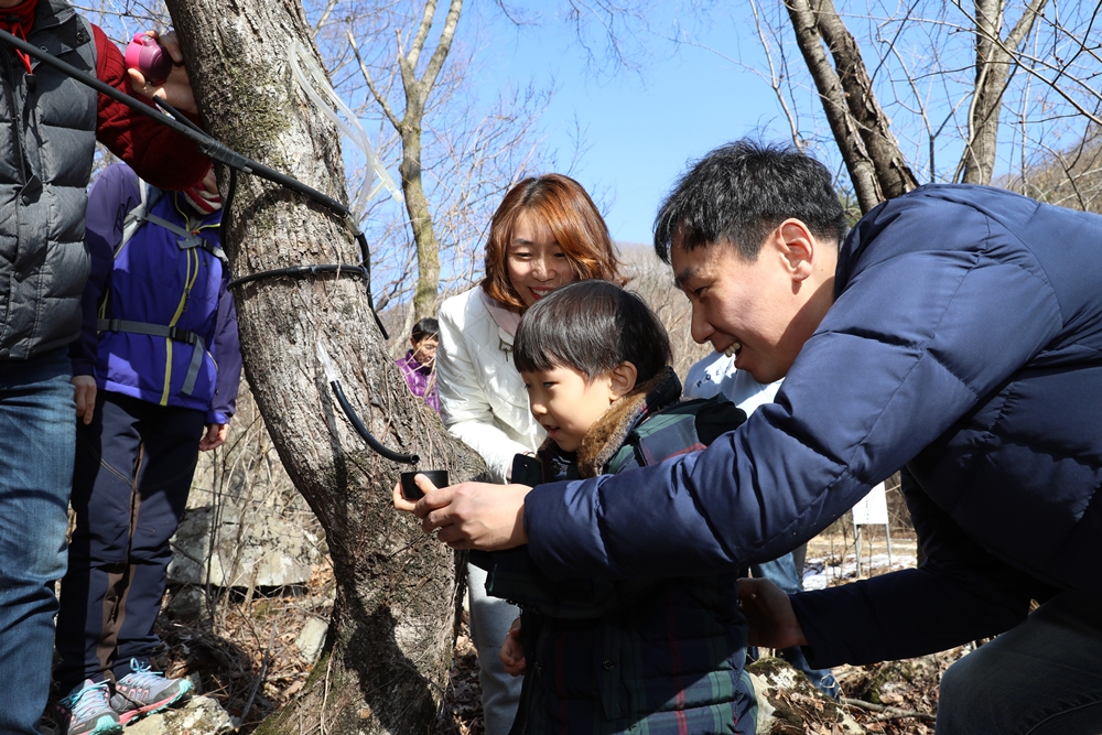 진안고원 운장산 '고로쇠축제' 성료