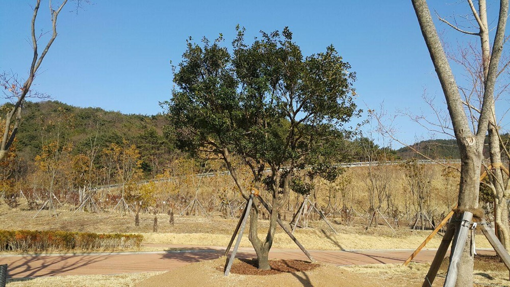 부산 중구, 희귀수목 ‘박달목서’ 시민의 품으로