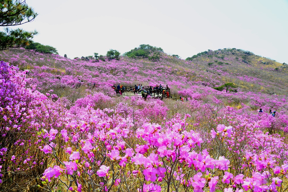 송해와 함께하는 참꽃가요제,제22회 비슬산 참꽃문화제
