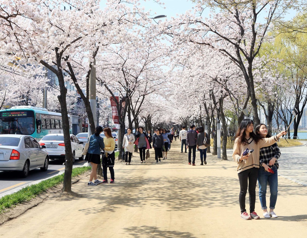 수성못 벚꽃 꽃망울 톡톡, 상춘객 맞이 준비 한창