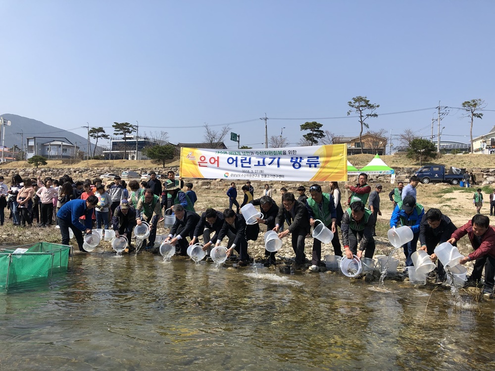 은어 천국 산청군 경호강에 어린고기 방류