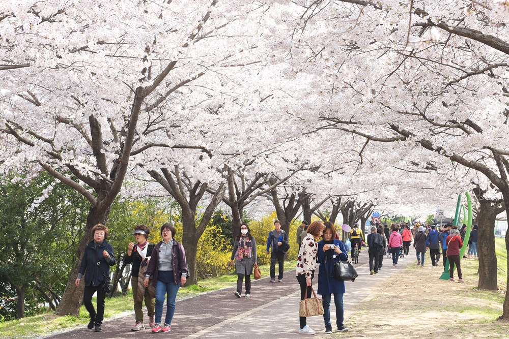 사상구, 삼락벚꽃축제 4월 1일 개최