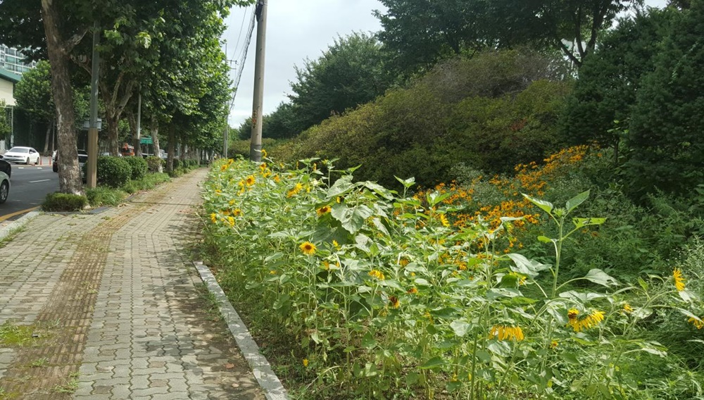 양천구, 어디서나 꽃을 감상할 수 있도록 ‘빈 땅 꽃씨 뿌리기’사업 추진