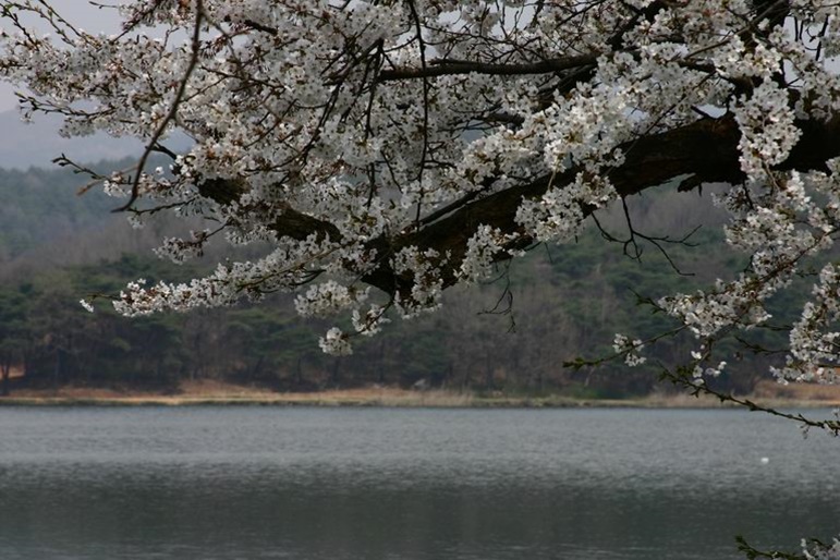 익산의 봄, 꽃길만 걷게 해줄게
