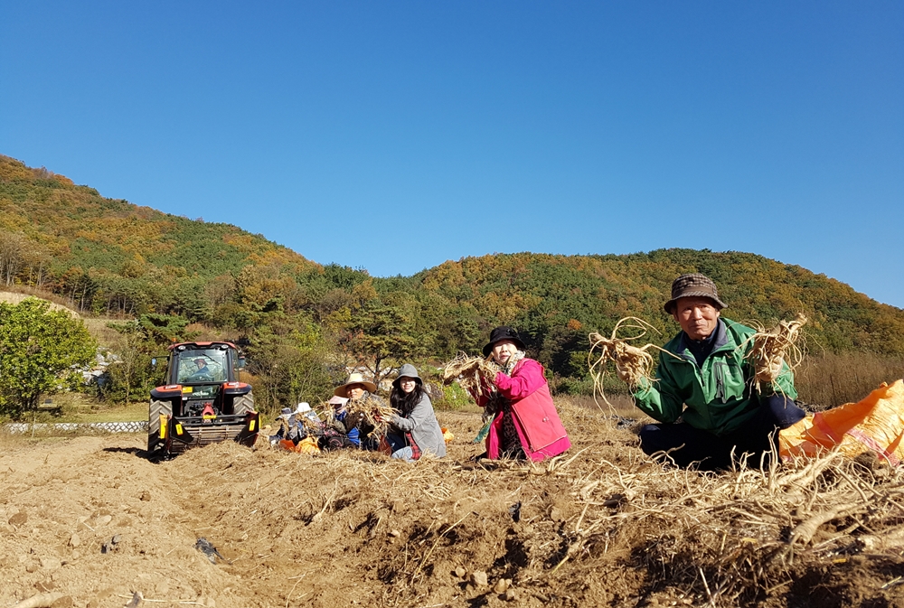 영동군, 청정 자연 머금은 ‘으뜸도라지’전국 소비자들에 인기