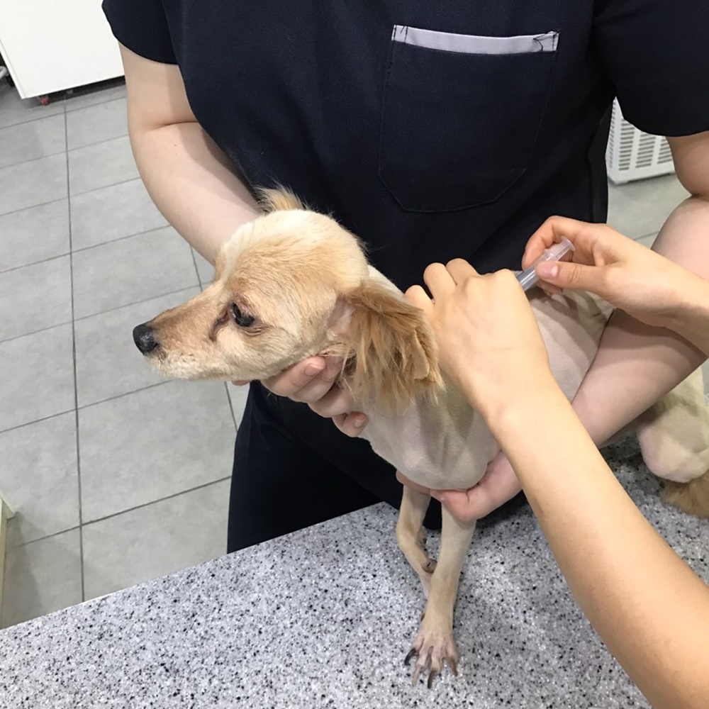 반려동물의 건강…동대문구와 함께 챙기세요