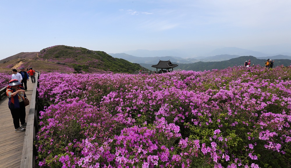 [포토] 눈부신 진분홍 철쭉 꽃대궐 속으로