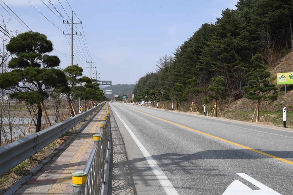 송청(松靑)리 지명과 어울리도록 소나무 가로숲길 조성