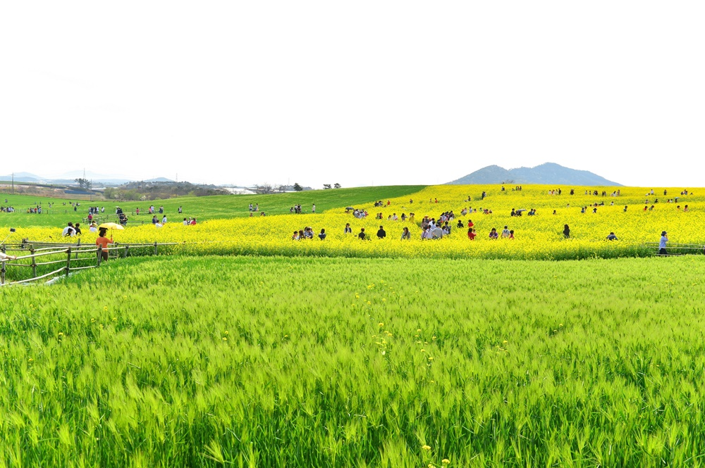 한국인의 본향 고창! 피어나는 경관농업!’ 제15회 고창 청보리밭축제, 4월21일 개막