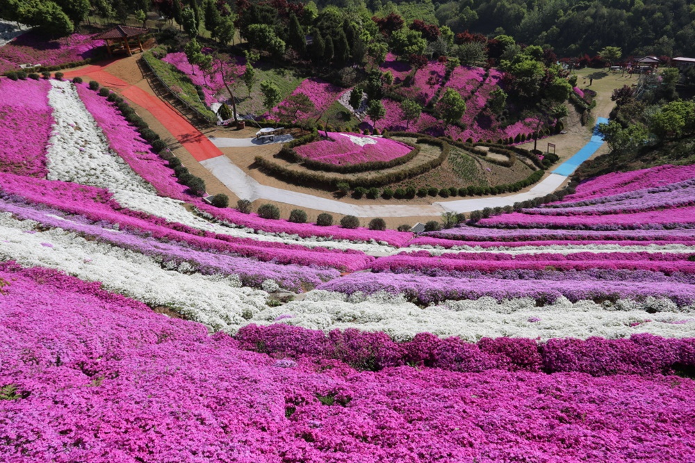 [포토] 진안 원연장 꽃잔디동산에 꽃이 활짝~