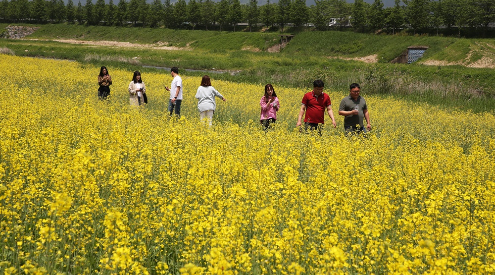 [포토] 구례군 꽃강에 상춘객 유혹하는 노란 유채꽃 물결 장관