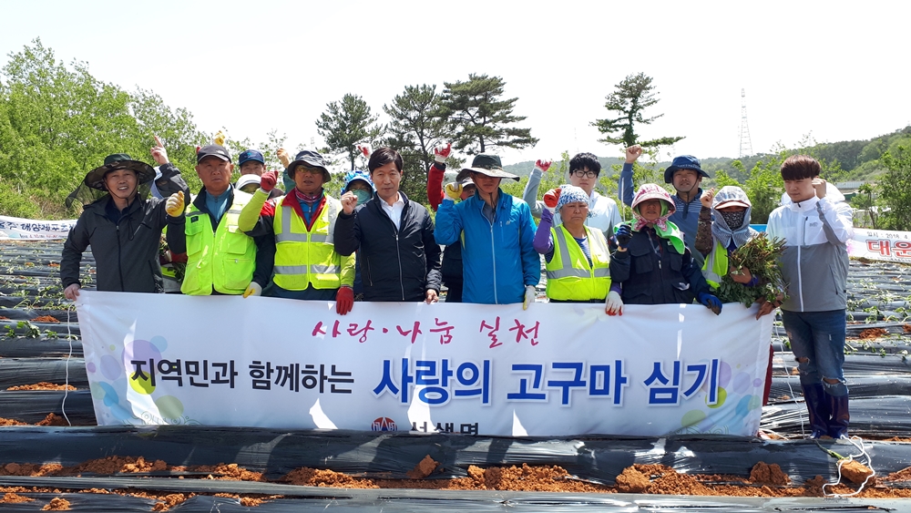 울주군 서생면, 지역민과 함께하는 ‘사랑의 고구마 심기’