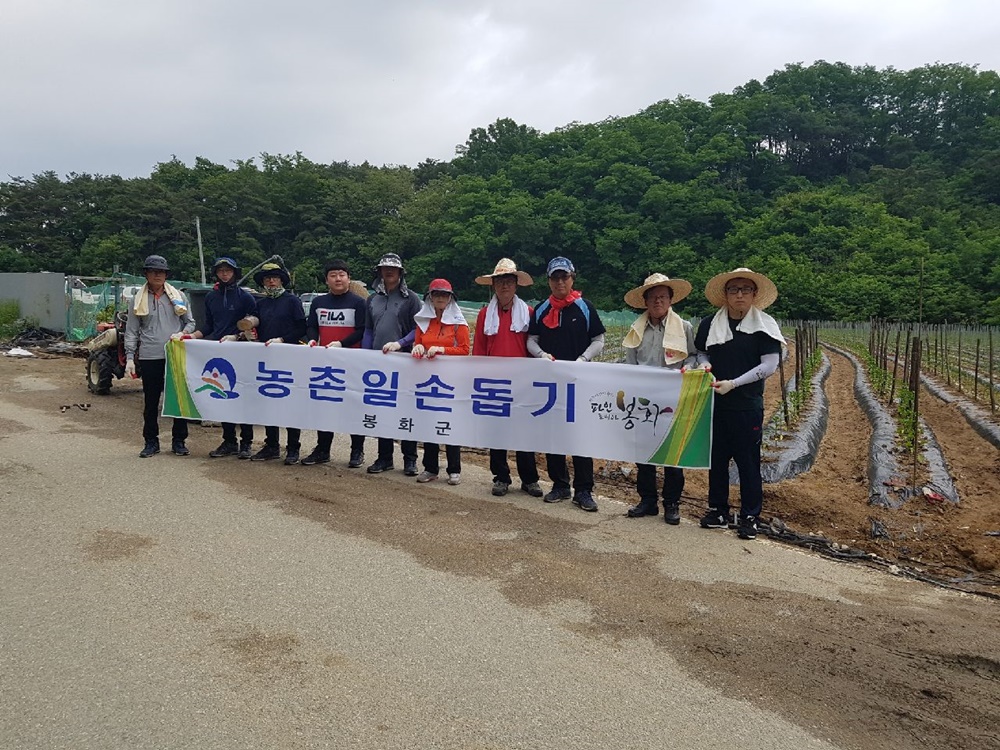 봉화군 상운면, 고추재배농가 일손돕기 지원