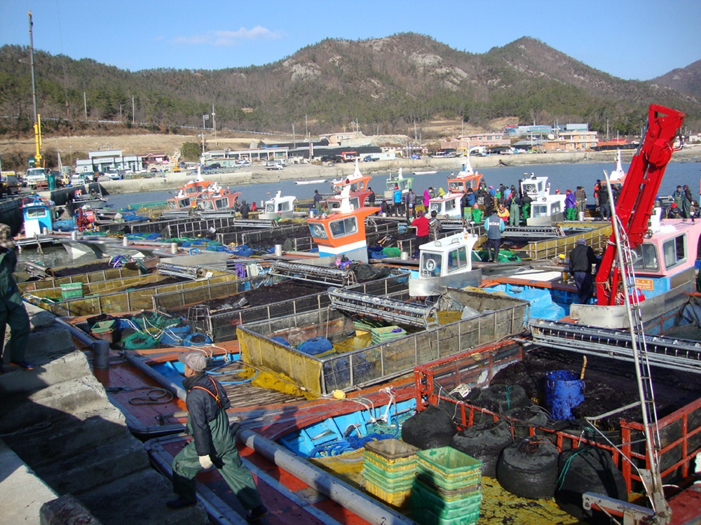 진도군, 농촌 볼거리…경관작물 재배해 농촌관광 활성화 추진