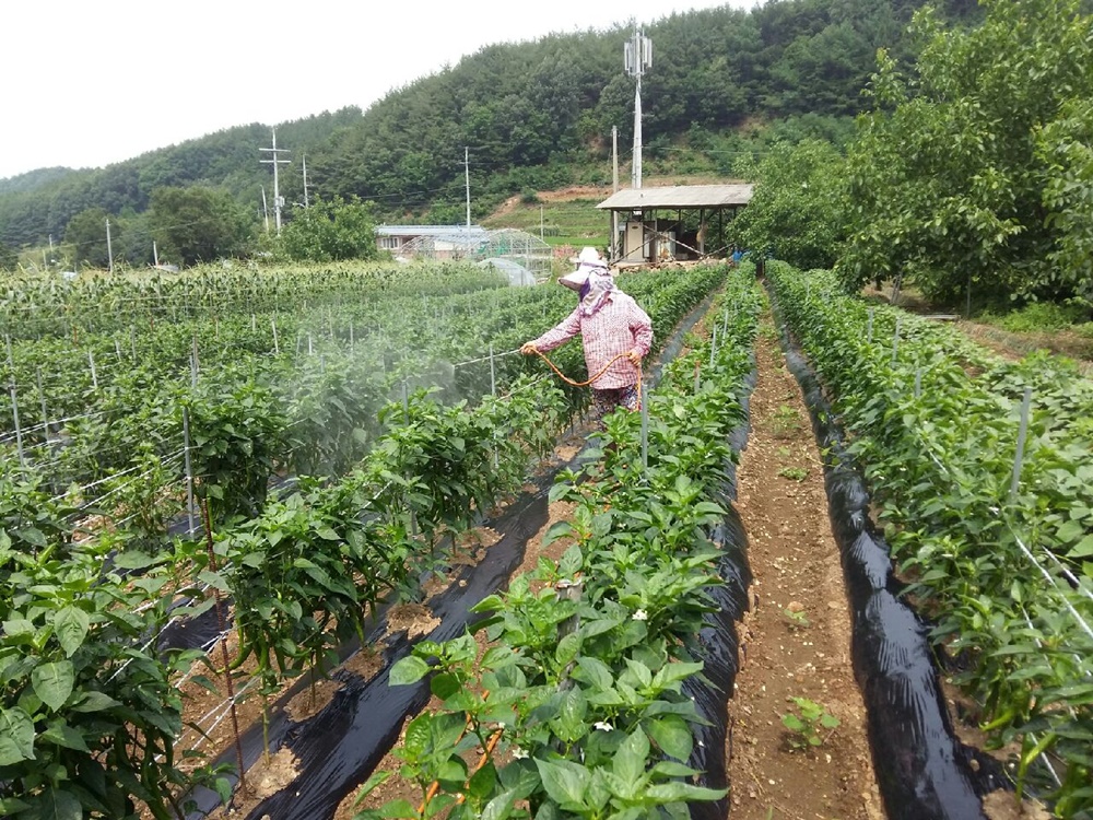 무주군, 토마토반점바이러스 예방이 최선, 공동방제 나서.
