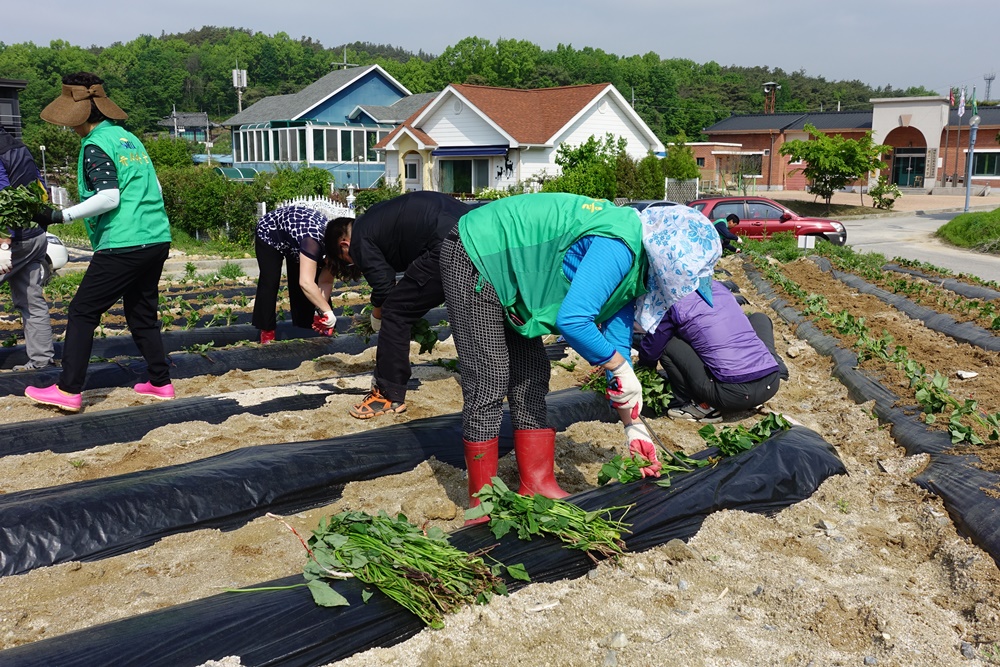 원주시 호저면 새마을회, 유휴지 활용 농산물 재배사업 추진