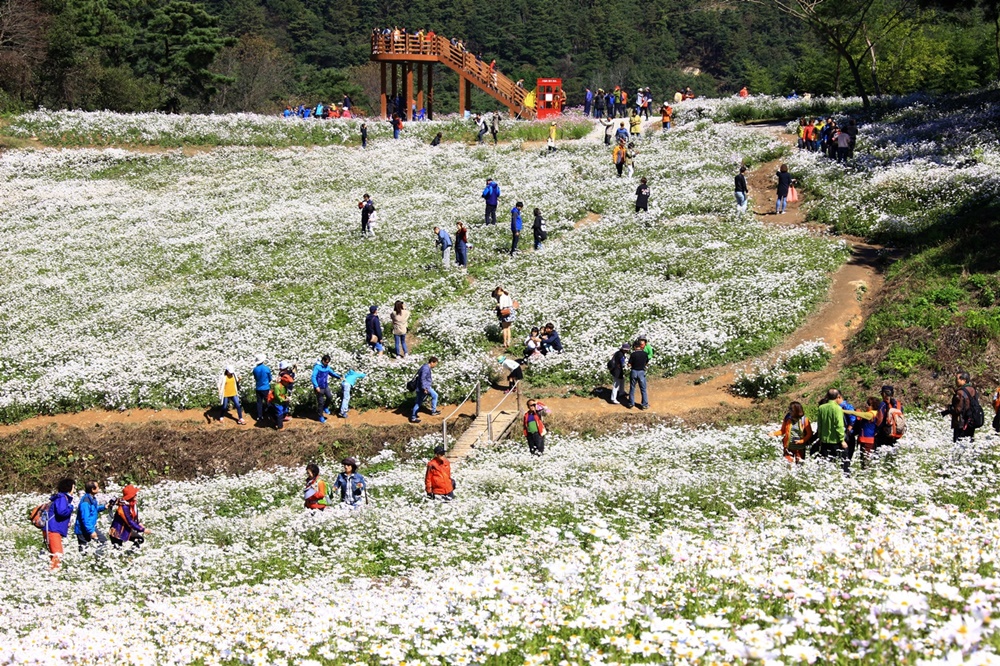정읍 구절초 꽃 축제 성공 개최 준비 ‘분주’
