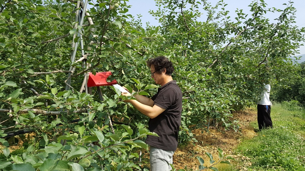 영동군, 과일의 고장 지키기, 화상병·과수가지검은마름병 집중 예찰