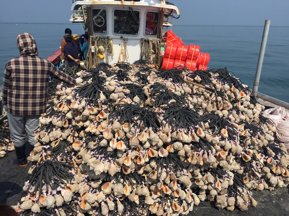 안산시 연안에 주꾸미 자연 산란장 조성