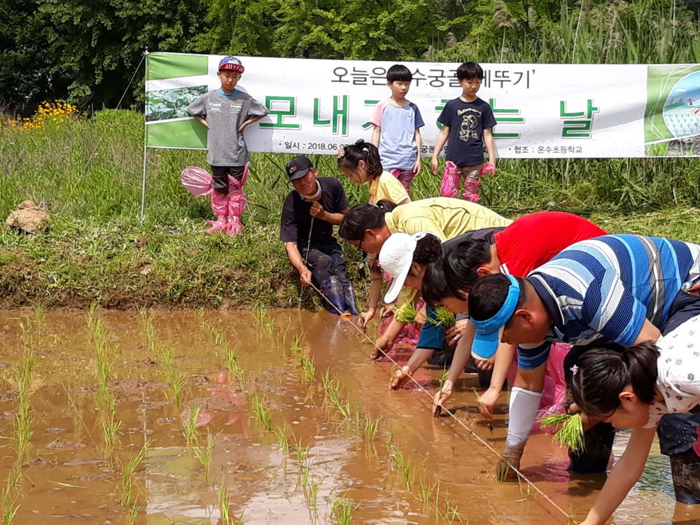구로구 어린이 모내기 체험 행사 열어