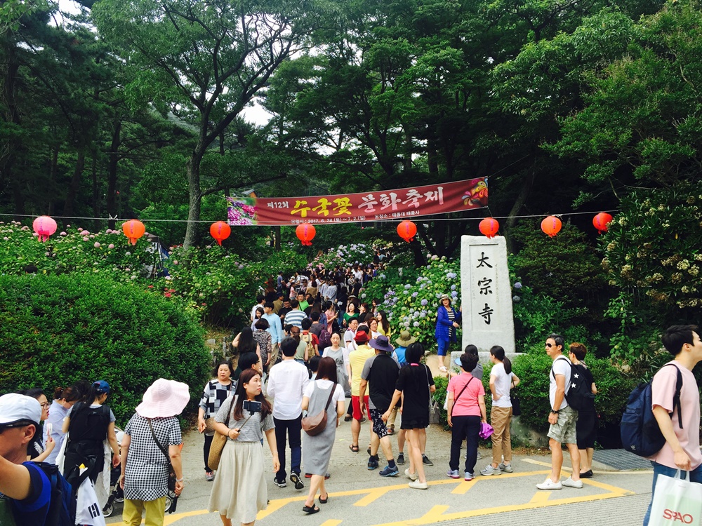 “절정의 수국꽃 감상하세요”, 태종사 일원서 제13회 수국꽃 문화축제 개최