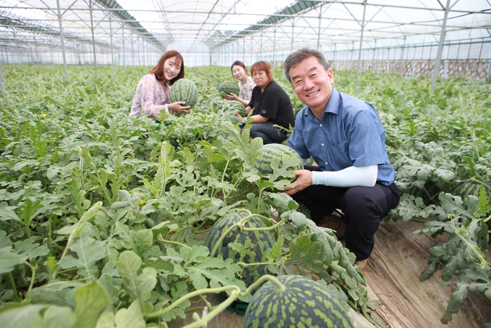 청정자연의 향과 맛 품은 ‘양산수박’ 출하 한창