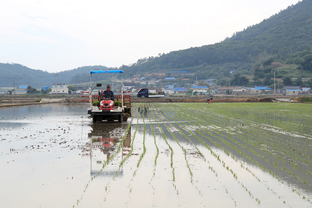 완도군, 고품질 쌀 생산 모내기 한창
