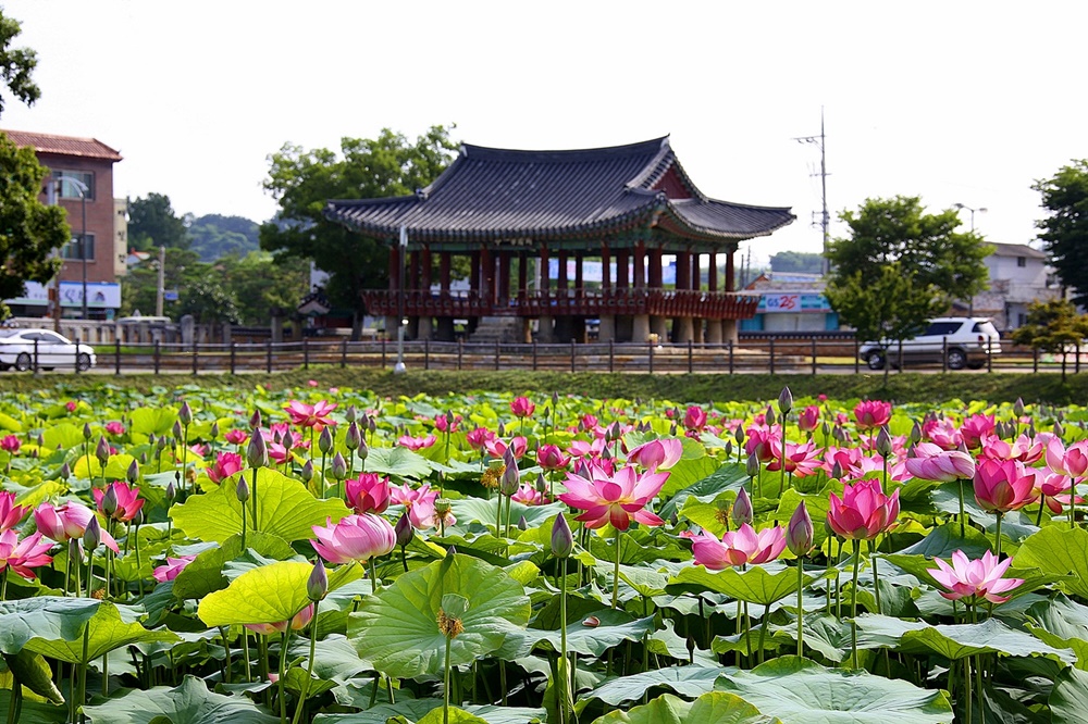 호남제일정(湖南第一亭) 피향정 연꽃 만발, 발길 유혹