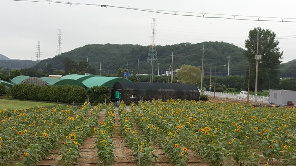 "선두구동 행복마을에 주민들과 함께 가꾼 해바라기꽃이 피어났습니다"