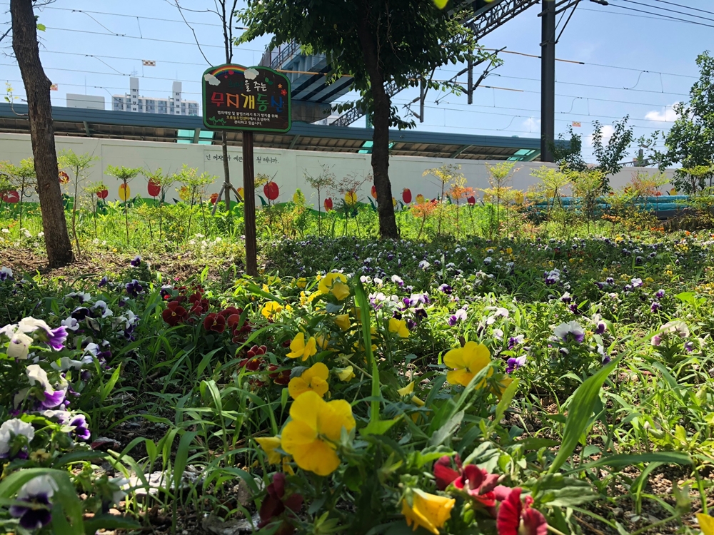 대전 중구 오류동, 가로화단과 ‘무지개동산’에 여름꽃 식재