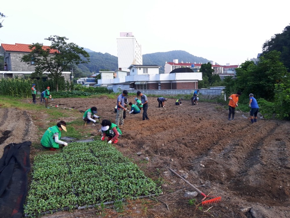 공주시 금학동, 금학생태공원 입구 해바라기 꽃동산 조성